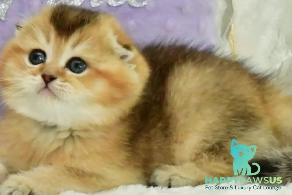 Joseph Scottish Fold male black golden ticked tabby - live animals