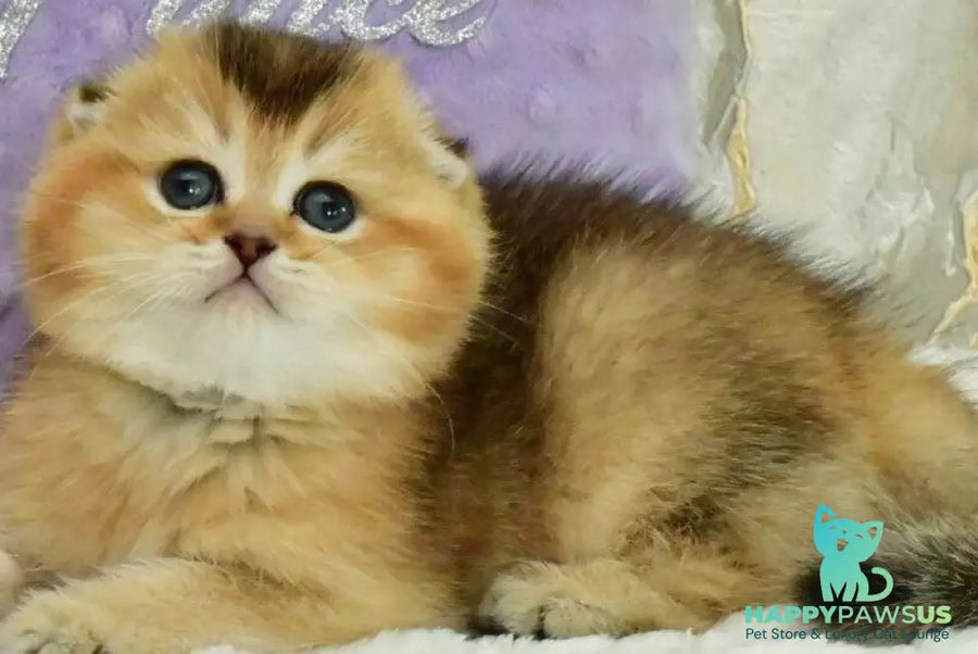 Joseph Scottish Fold male black golden ticked tabby - live animals