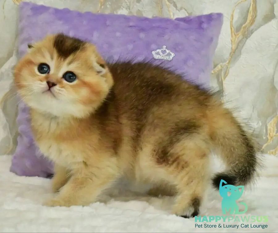 Joseph Scottish Fold male black golden ticked tabby - live animals