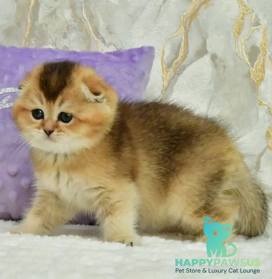 Joseph Scottish Fold male black golden ticked tabby - live animals