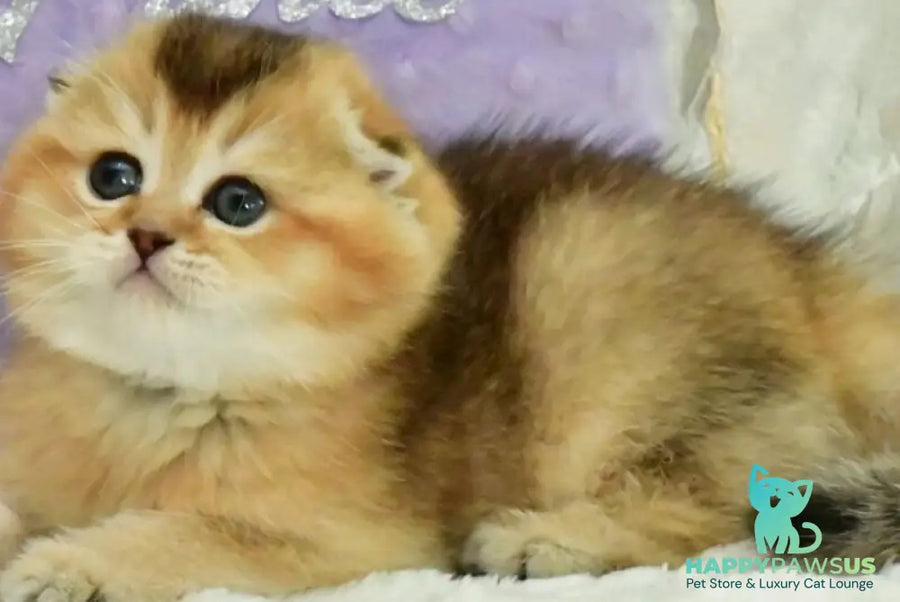 Joseph Scottish Fold male black golden ticked tabby - live animals