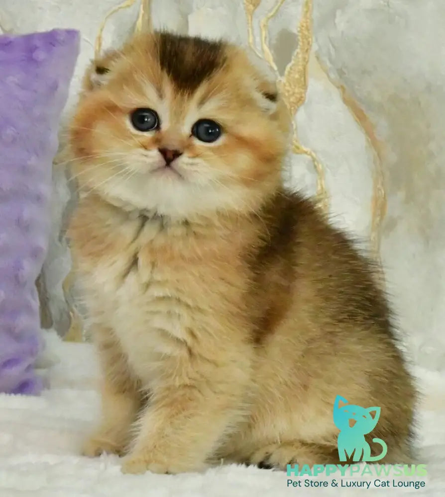 Joseph Scottish Fold male black golden ticked tabby - live animals