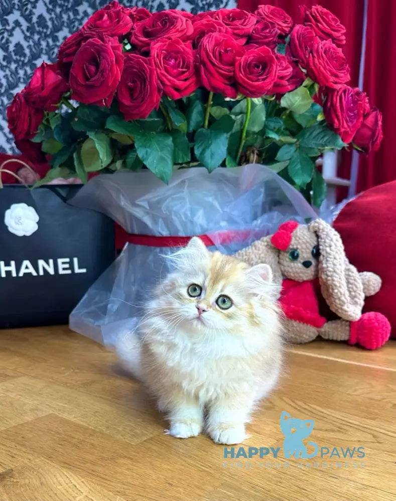 Josephine British Longhair female black golden chinchilla live animals