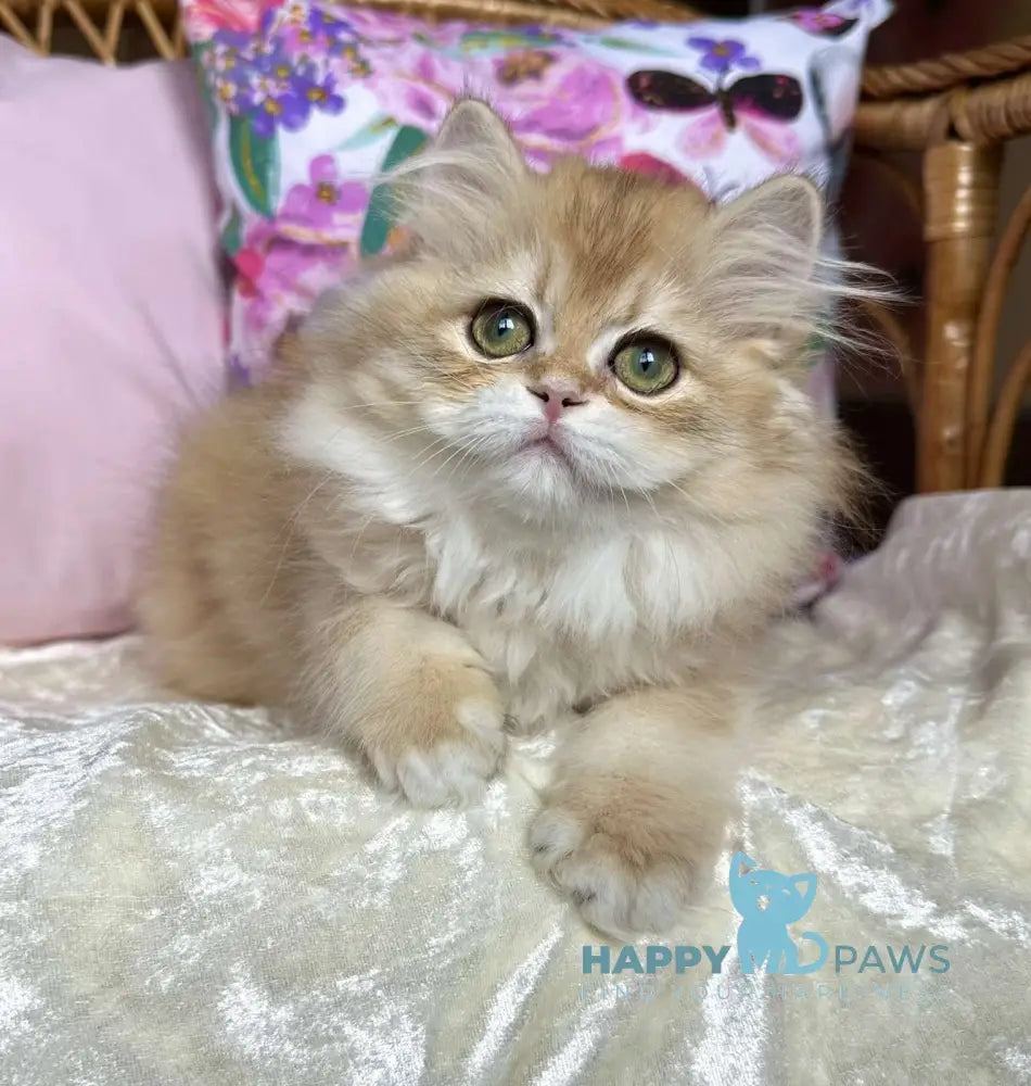 Josephine British Longhair female black golden chinchilla live animals