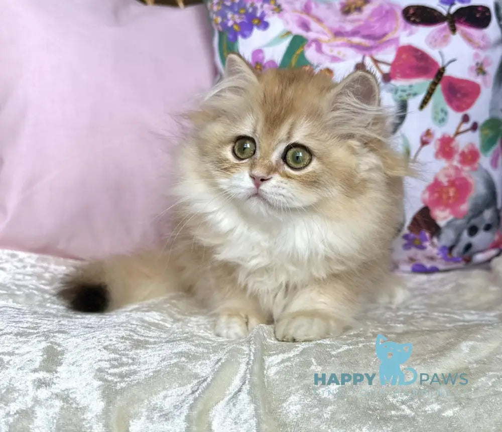 Josephine British Longhair female black golden chinchilla live animals
