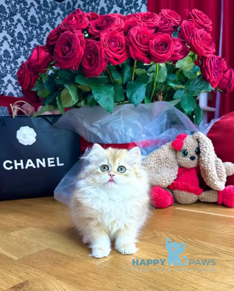 Josephine British Longhair female black golden chinchilla live animals
