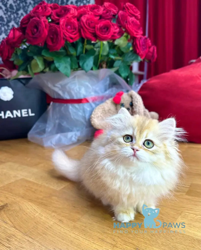 Josephine British Longhair female black golden chinchilla live animals