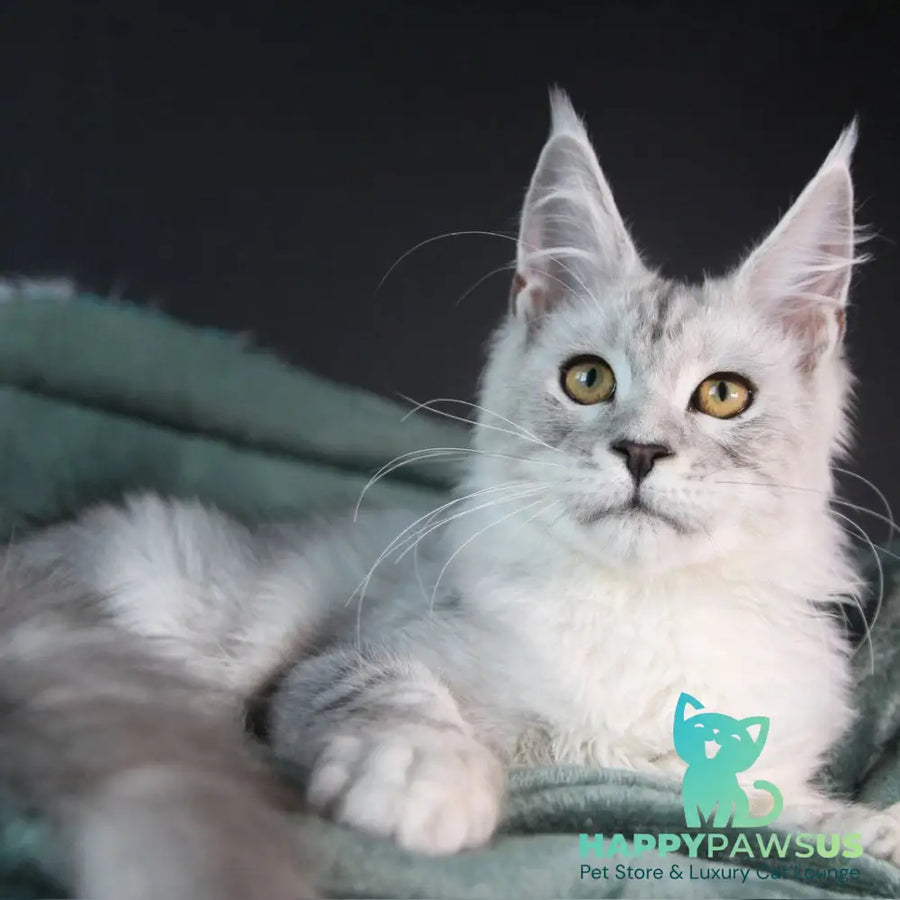 Josephine Maine Coon female black silver tabby - live animals