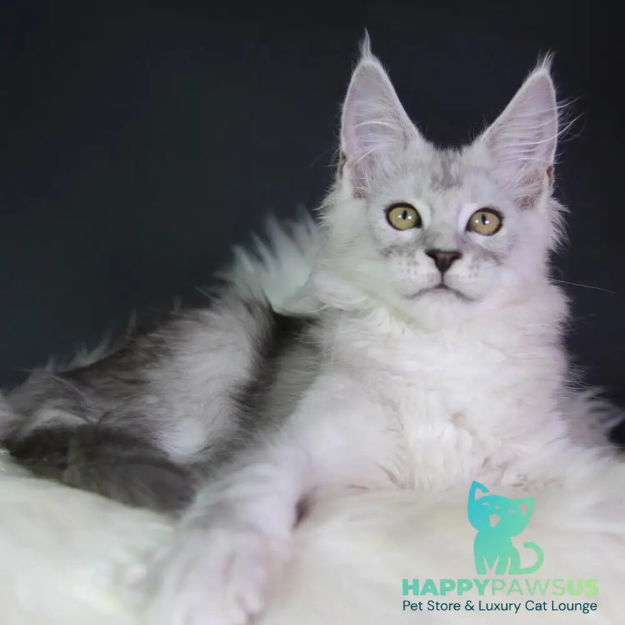 Josephine Maine Coon female black silver tabby - live animals