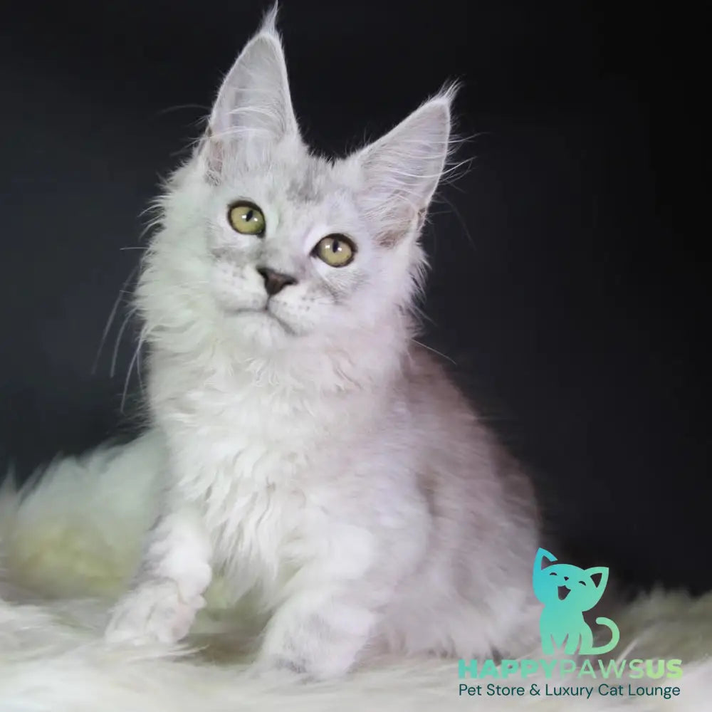 Josephine Maine Coon female black silver tabby - live animals