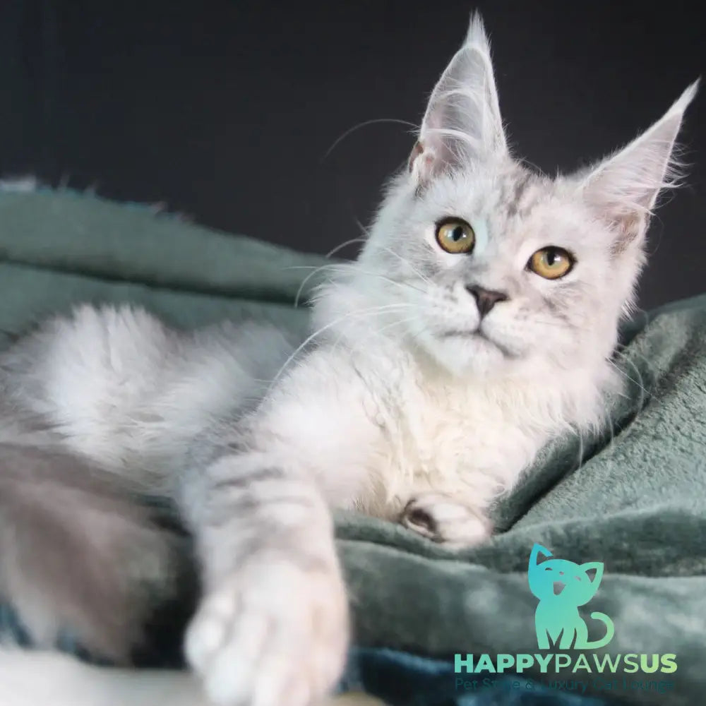 Josephine Maine Coon female black silver tabby - live animals