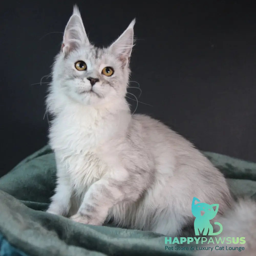Josephine Maine Coon female black silver tabby - live animals