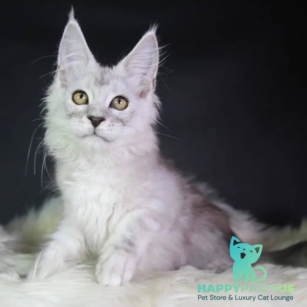 Josephine Maine Coon female black silver tabby - live animals