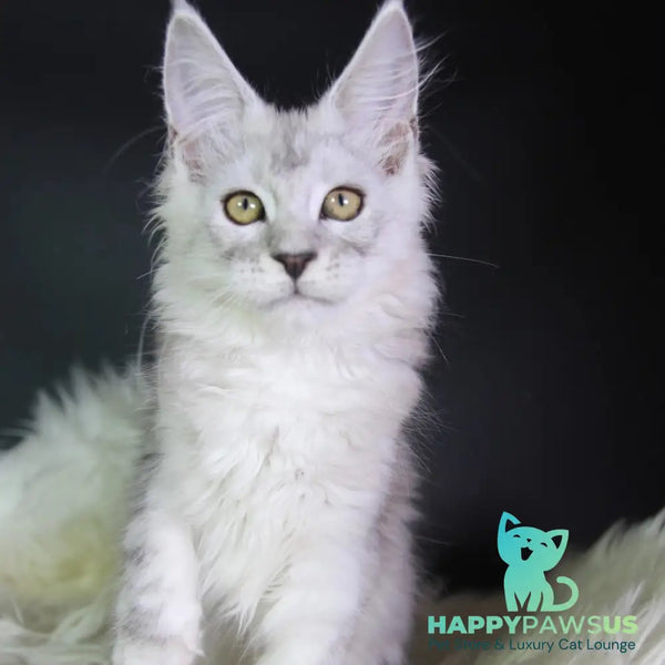 Josephine Maine Coon female black silver tabby - live animals