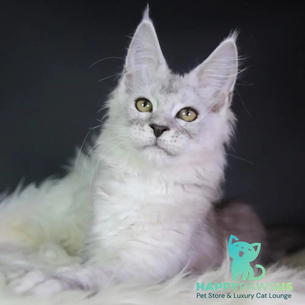 Josephine Maine Coon female black silver tabby - live animals
