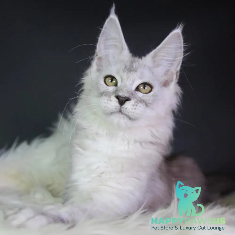 Josephine Maine Coon female black silver tabby - live animals