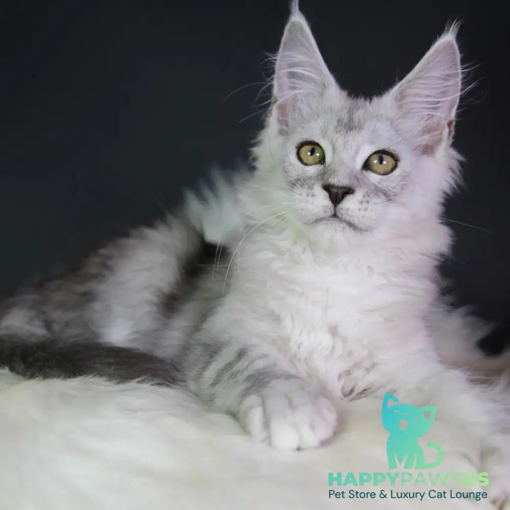 Josephine Maine Coon female black silver tabby - live animals