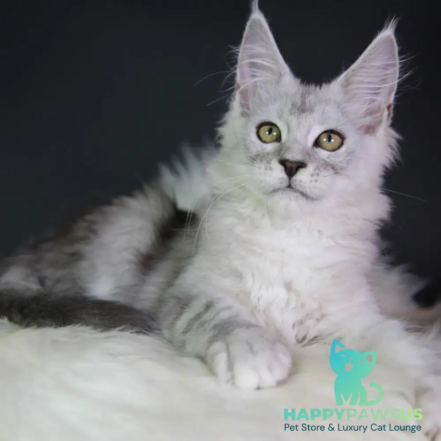 Josephine Maine Coon female black silver tabby - live animals