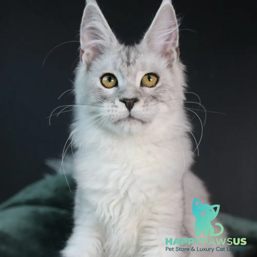 Josephine Maine Coon female black silver tabby - live animals