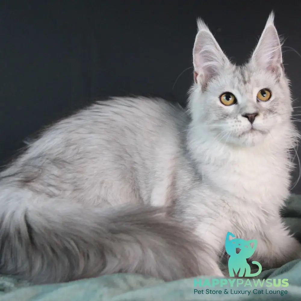 Josephine Maine Coon female black silver tabby - live animals