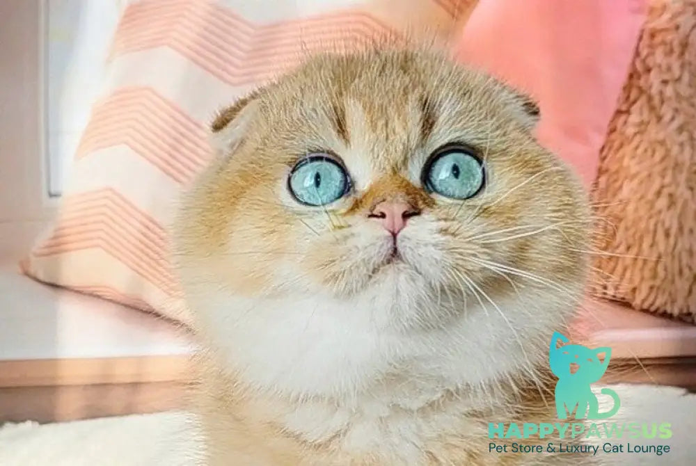Joshua Scottish Fold male black golden ticked tabby live animals