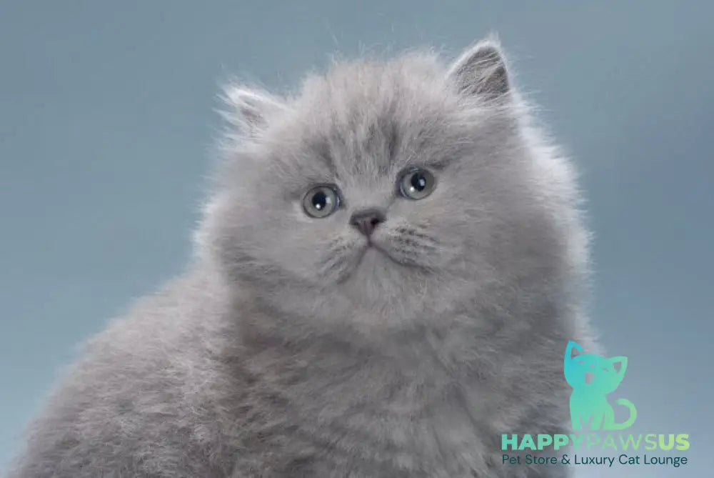 Josie British Longhair female blue live animals