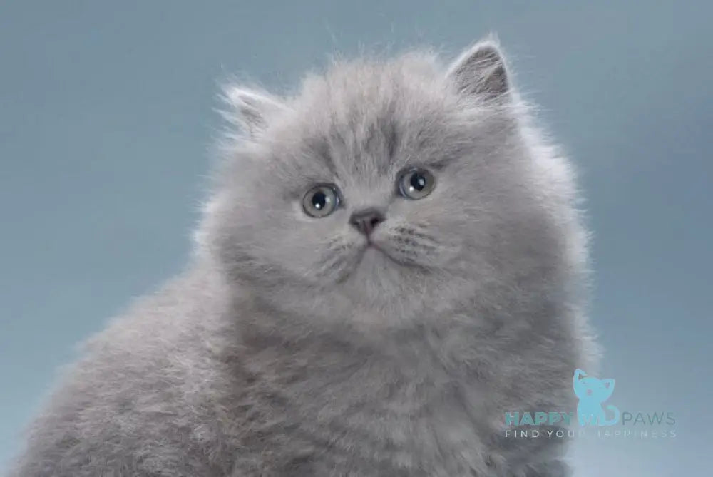 Josie British Longhair female blue live animals