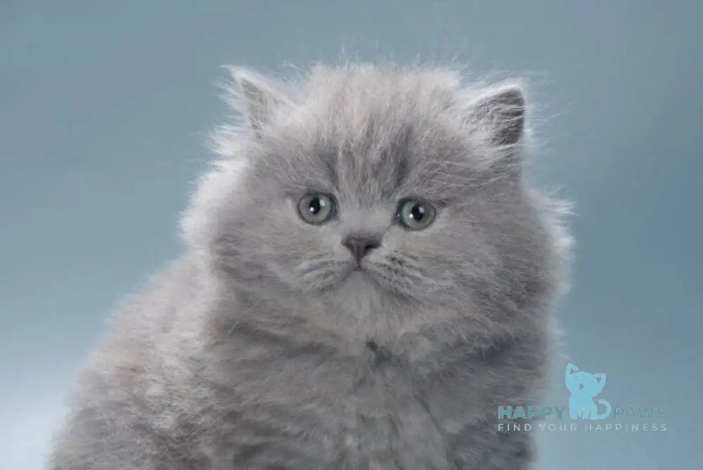 Josie British Longhair female blue live animals