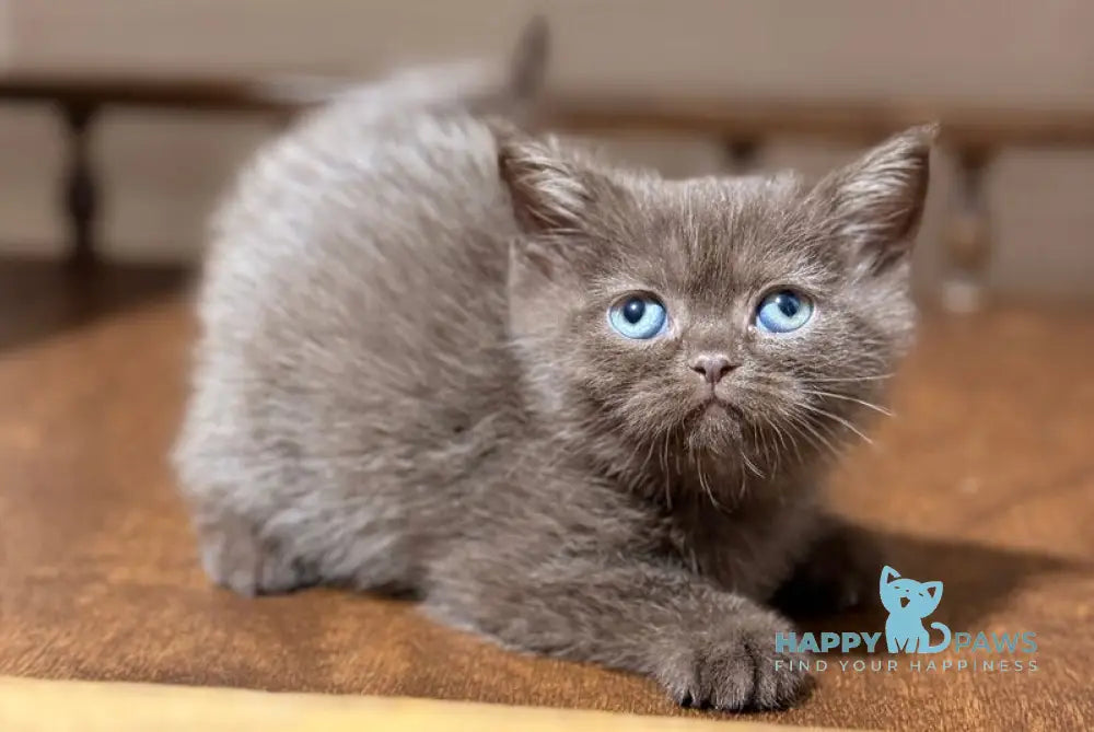 Josie British Longhair female chocolate - live animals