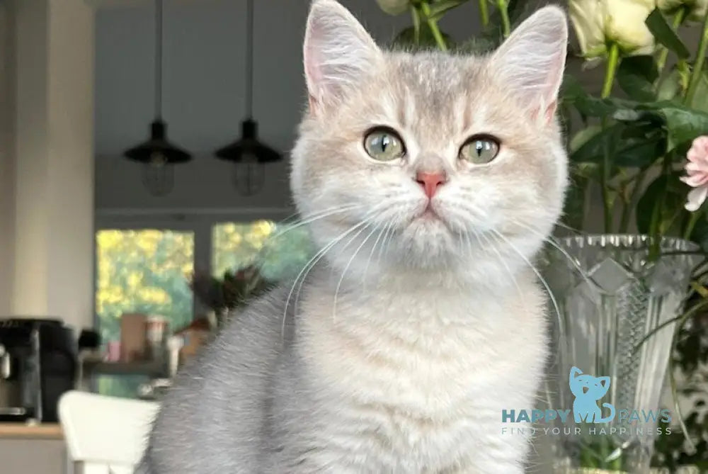 Josie British Shorthair female blue golden shaded live animals