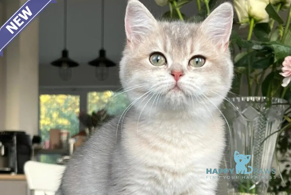 Josie British Shorthair female blue golden shaded live animals