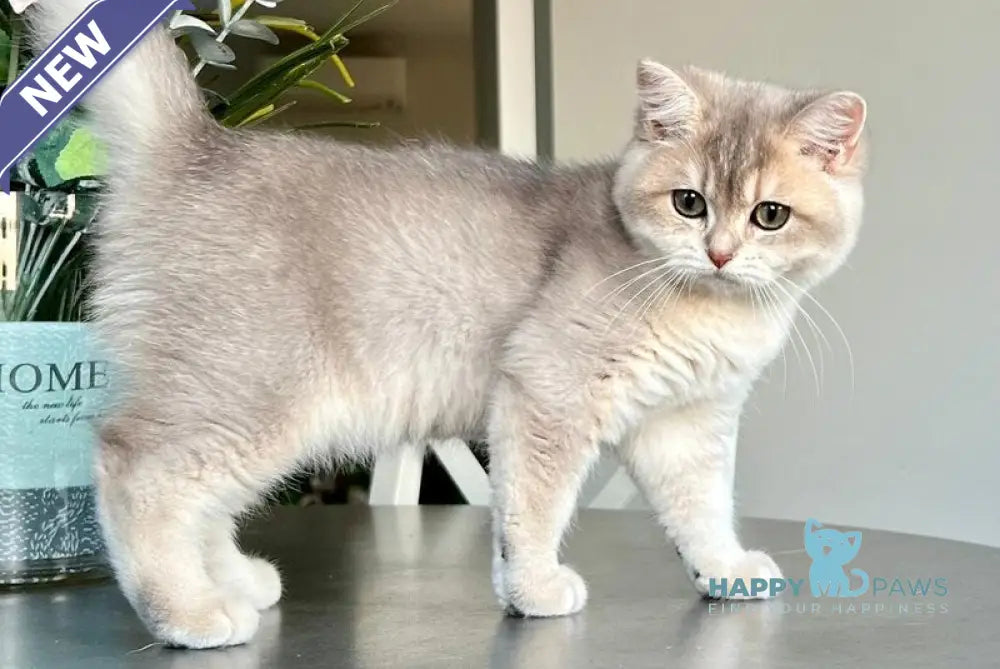 Josie British Shorthair female blue golden shaded live animals