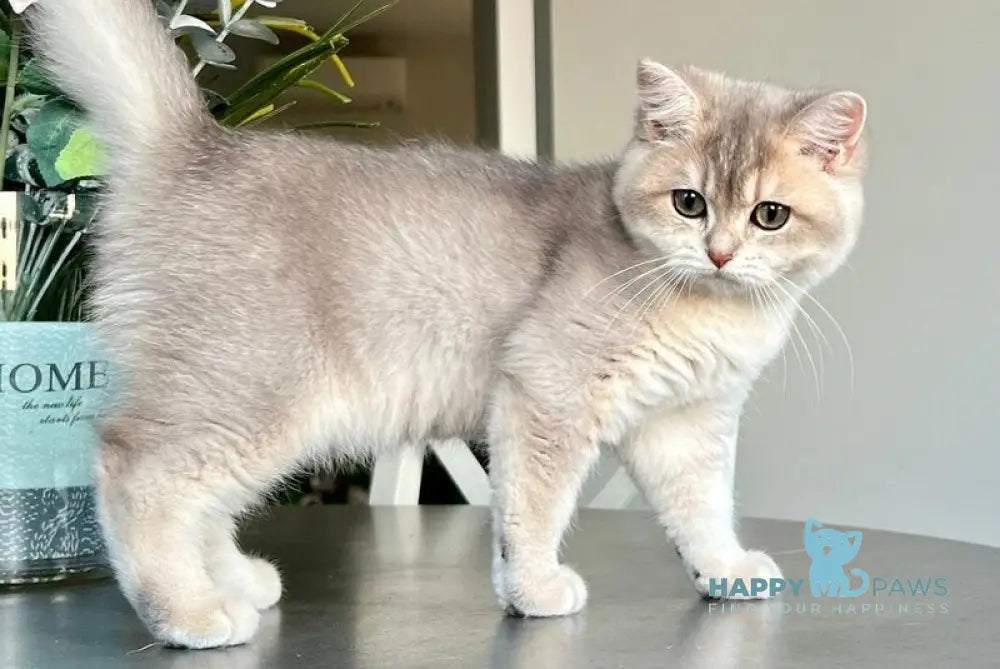 Josie British Shorthair female blue golden shaded live animals