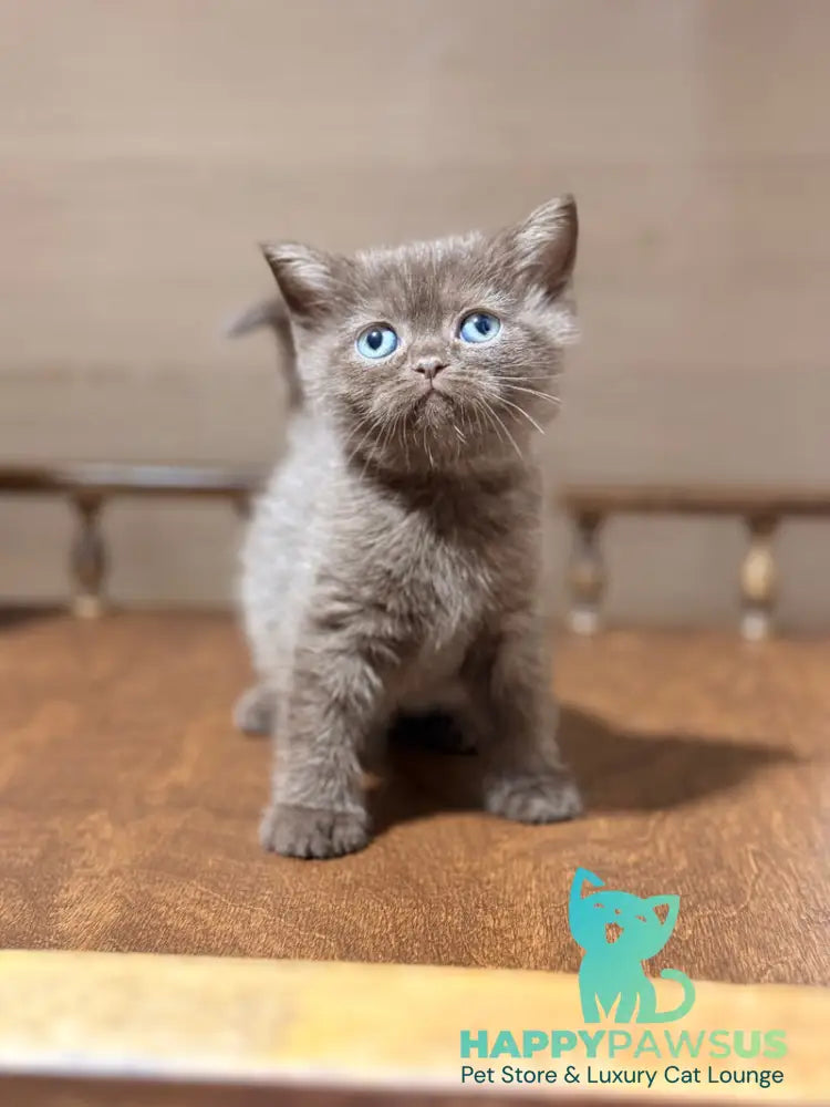 Josie British Longhair female chocolate - live animals