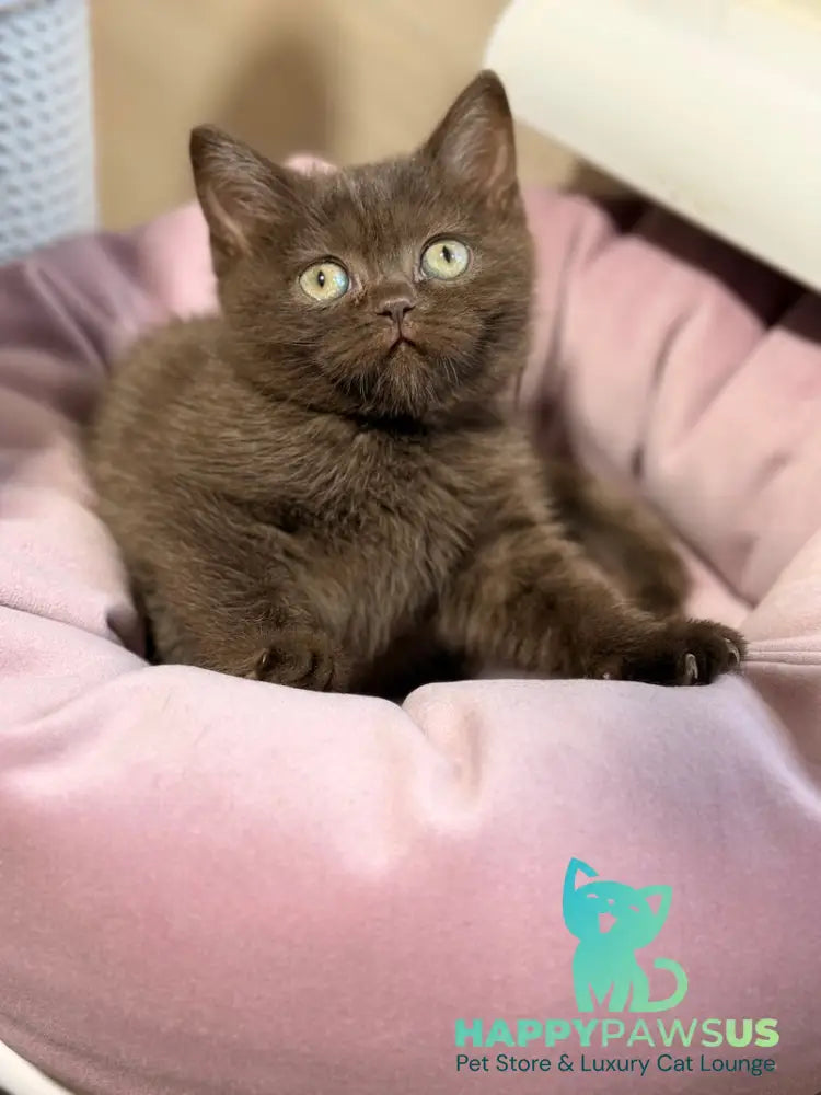 Josie British Shorthair female chocolate - live animals