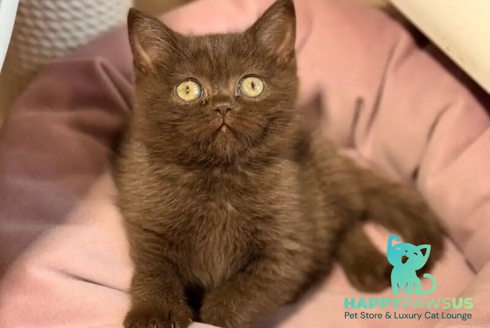 Josie British Shorthair female chocolate - live animals