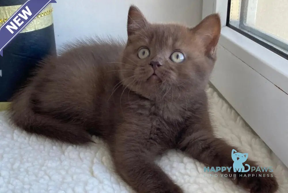 Josie British Shorthair female chocolate live animals