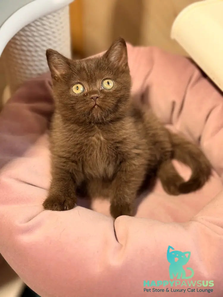 Josie British Shorthair female chocolate - live animals