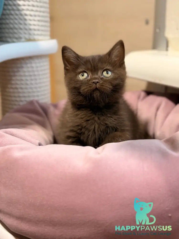 Josie British Shorthair female chocolate - live animals