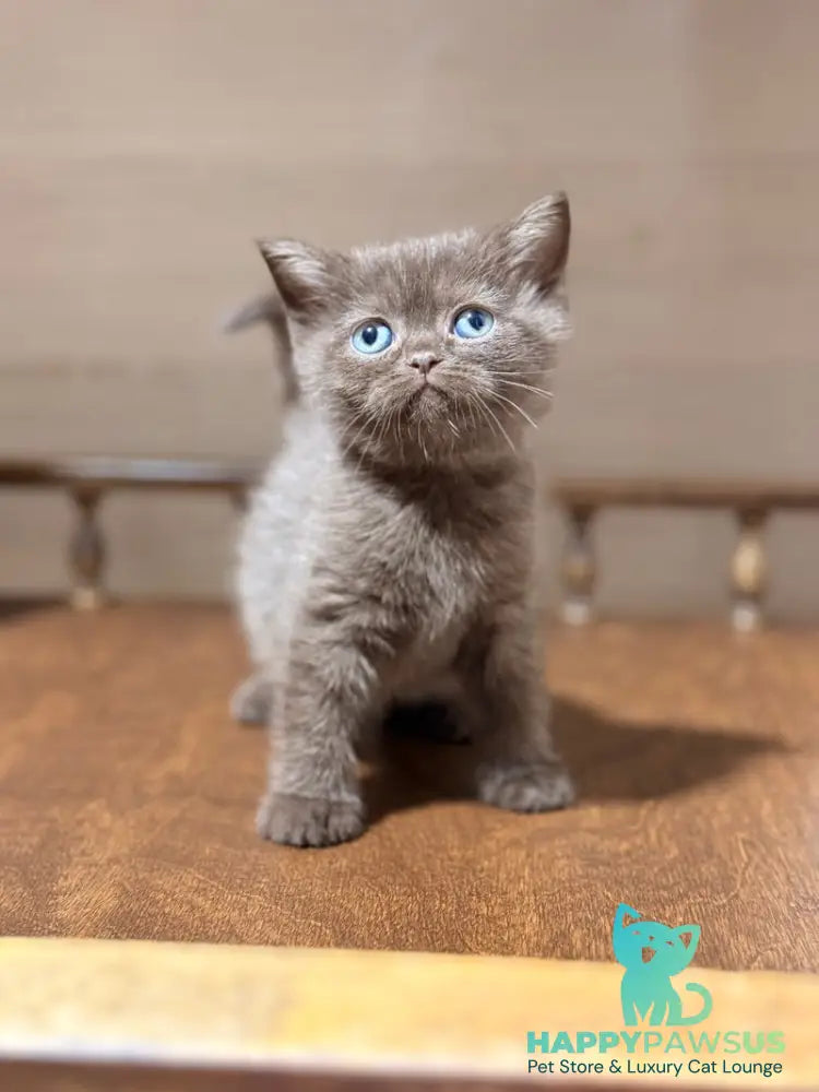 Josie British Longhair female chocolate - live animals
