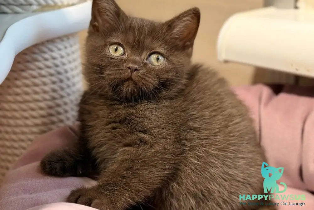 Josie British Shorthair female chocolate - live animals