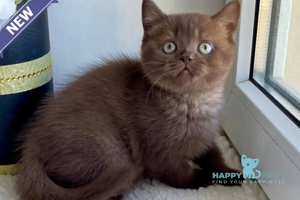 Josie British Shorthair female chocolate live animals