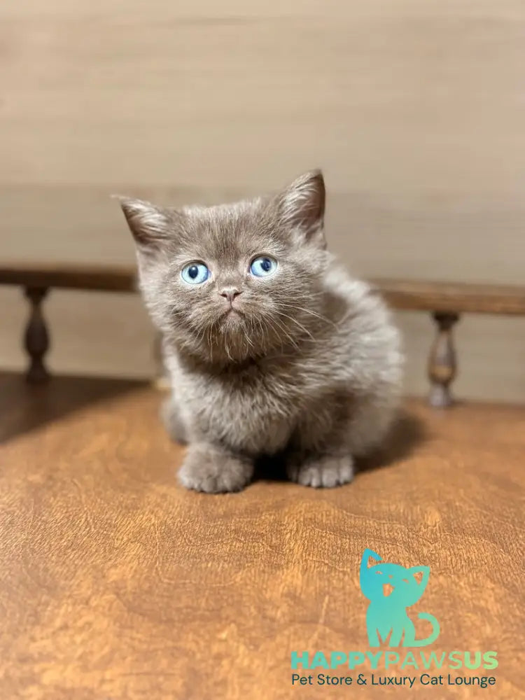 Josie British Longhair female chocolate - live animals