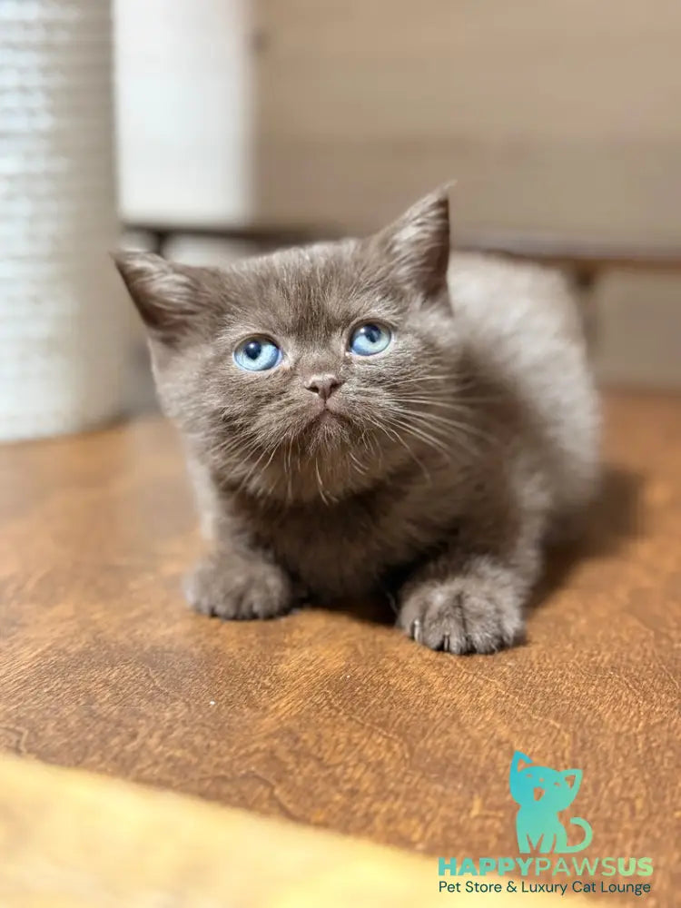 Josie British Longhair female chocolate - live animals