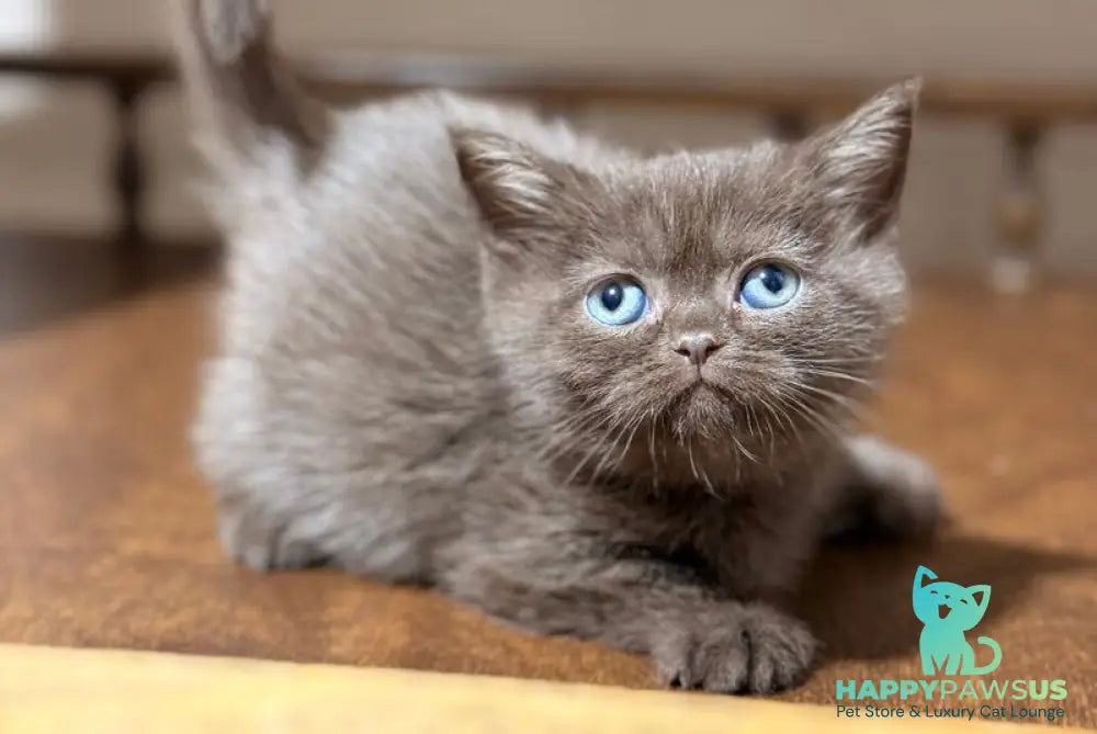 Josie British Longhair female chocolate - live animals