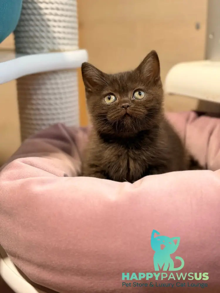 Josie British Shorthair female chocolate - live animals