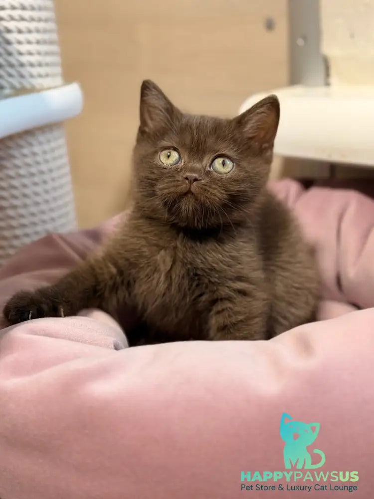 Josie British Shorthair female chocolate - live animals