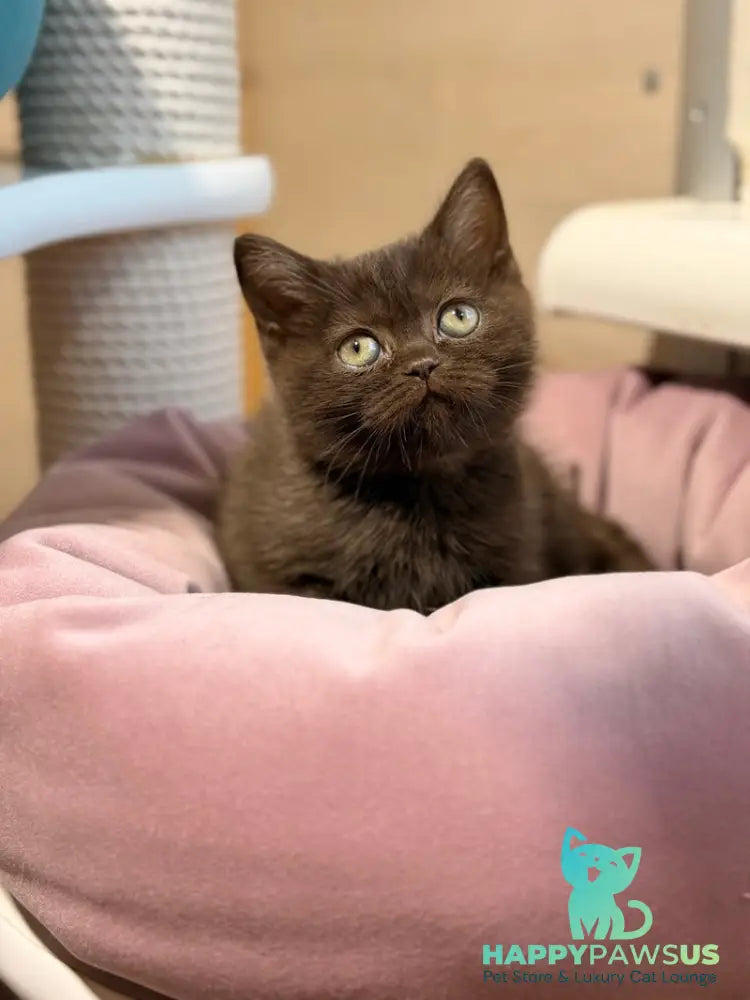 Josie British Shorthair female chocolate - live animals
