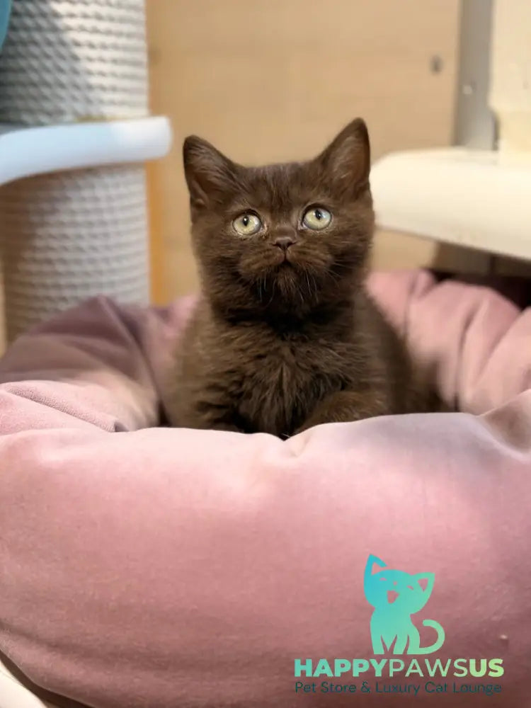Josie British Shorthair female chocolate - live animals