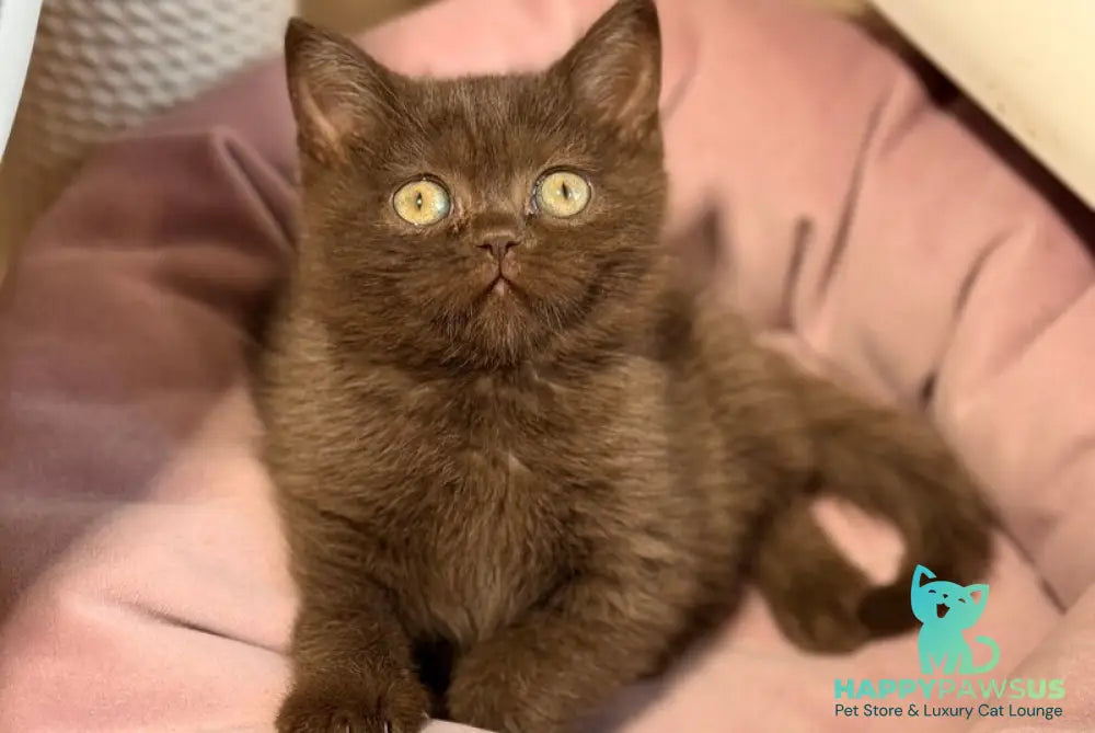 Josie British Shorthair female chocolate - live animals